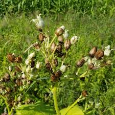 Attēlu rezultāti vaicājumam “Nicotiana tabacum fruit”