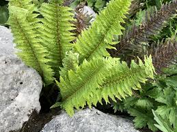 Attēlu rezultāti vaicājumam “Polystichum aculeatum”