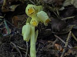 Attēlu rezultāti vaicājumam “Monotropa hypopitys bud”