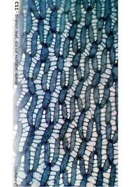 Attēlu rezultāti vaicājumam “Sphagnum angustifolium sporophyte”