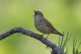 Image result for Locustella lanceolata