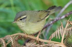 Image result for Phylloscopus schwarzi