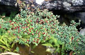 Attēlu rezultāti vaicājumam “Cotoneaster divaricatus”