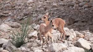 Attēlu rezultāti vaicājumam “Capra juvenile”