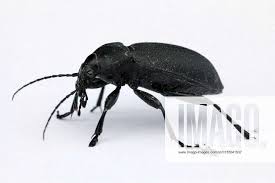 Attēlu rezultāti vaicājumam “Blaps mortisaga”