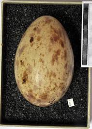 Attēlu rezultāti vaicājumam “Grus grus eggs”