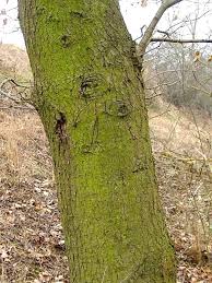 Attēlu rezultāti vaicājumam “Quercus robur”