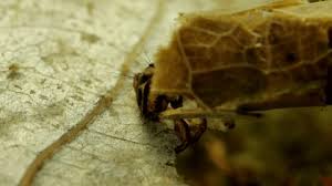 Attēlu rezultāti vaicājumam “Limnephilus larva”