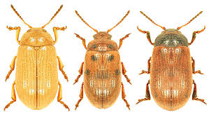 Attēlu rezultāti vaicājumam “Gonioctena”