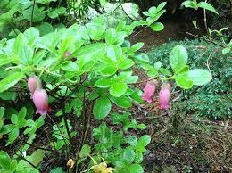 Attēlu rezultāti vaicājumam “Gaultheria cuneata”