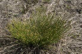 Attēlu rezultāti vaicājumam “Trichophorum cespitosum”