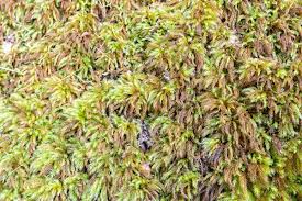 Attēlu rezultāti vaicājumam “Climacium dendroides sporophyte”