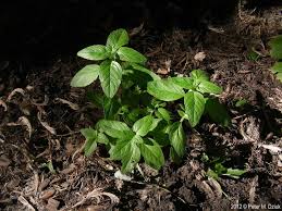 Attēlu rezultāti vaicājumam “Clinopodium vulgare”