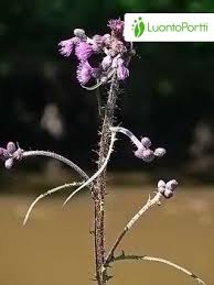 Attēlu rezultāti vaicājumam “Cirsium palustre flower”