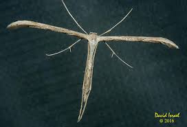 Attēlu rezultāti vaicājumam “Pterophoridae”