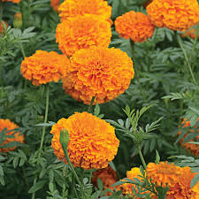 Attēlu rezultāti vaicājumam “Tagetes flower”