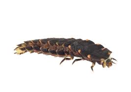 Attēlu rezultāti vaicājumam “Lampyris noctiluca”