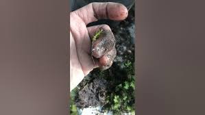 Attēlu rezultāti vaicājumam “Rhizomnium punctatum sporophyte”