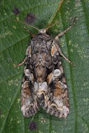 Attēlu rezultāti vaicājumam “Lacanobia contigua”