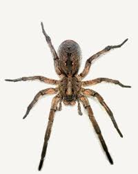 Attēlu rezultāti vaicājumam “Lycogala sphaeroconicum”