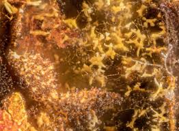 Attēlu rezultāti vaicājumam “Willkommlangea reticulata macro”