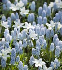 Attēlu rezultāti vaicājumam “Muscari neglectum”