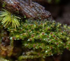 Attēlu rezultāti vaicājumam “Scapania mucronata”