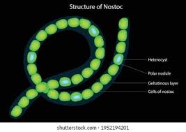 Attēlu rezultāti vaicājumam “Nostoc commune cells”