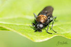 Attēlu rezultāti vaicājumam “Clitellaria ephippium”