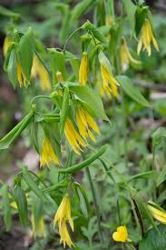 Attēlu rezultāti vaicājumam “Uvularia grandiflora”