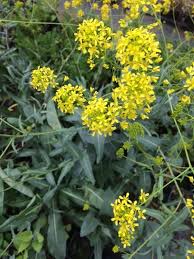Image result for Isatis tinctoria