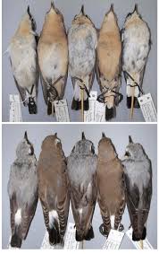 Attēlu rezultāti vaicājumam “Oenanthe oenanthe male”