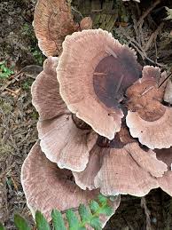 Attēlu rezultāti vaicājumam “Hydnellum sp.”