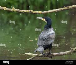 Attēlu rezultāti vaicājumam “Phalacrocorax carbo adult”