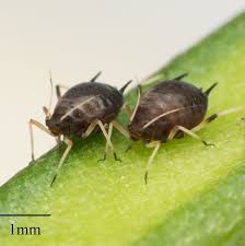 Attēlu rezultāti vaicājumam “Aphis confusa”