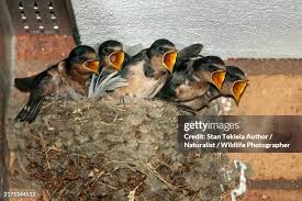 Attēlu rezultāti vaicājumam “Hirundo rustica nest”