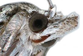 Attēlu rezultāti vaicājumam “Nycteola degenerana”