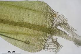 Attēlu rezultāti vaicājumam “Warnstorfia exannulata”