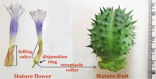 Attēlu rezultāti vaicājumam “Datura stramonium fruit”
