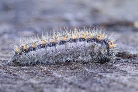 Attēlu rezultāti vaicājumam “Aporia crataegi pupa”