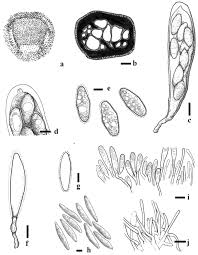 Attēlu rezultāti vaicājumam “Vouauxiomyces santessonii”