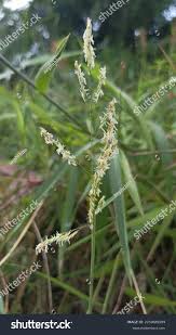 Attēlu rezultāti vaicājumam “Leersia oryzoides”