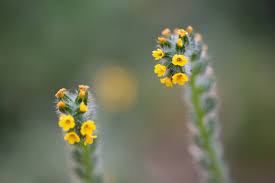 Attēlu rezultāti vaicājumam “Lithospermum officinale flower”