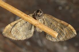 Attēlu rezultāti vaicājumam “Pelurga comitata”