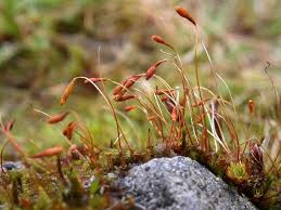 Attēlu rezultāti vaicājumam “Pohlia sphagnicola”