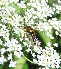 Attēlu rezultāti vaicājumam “Strangalia attenuata”