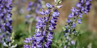 Attēlu rezultāti vaicājumam “Lupinus polyphyllus fruit”