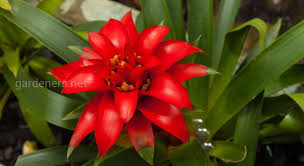 Картинки по запросу гусмания