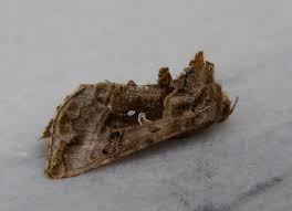 Attēlu rezultāti vaicājumam “Autographa pulchrina”