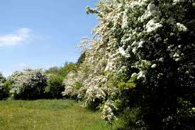 Attēlu rezultāti vaicājumam “Pucciniastrum areolatum”